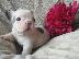 PoulaTo: French bulldog